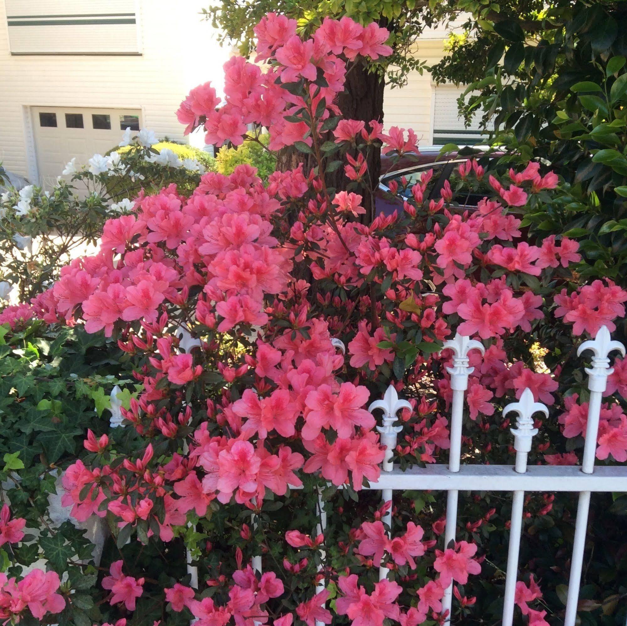 סידני North Ryde Guesthouse מראה חיצוני תמונה